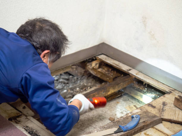 Best Emergency Mold Removal  in St Louis, MO