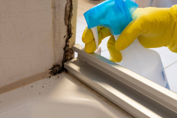Best Fast Mold Removal  in St Louis, MO