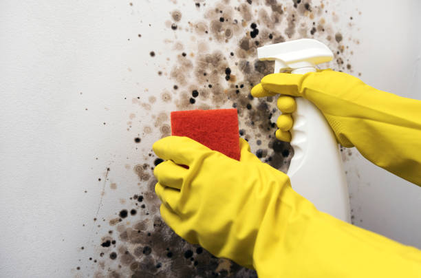 Best Mold Damage Repair  in St Louis, MO
