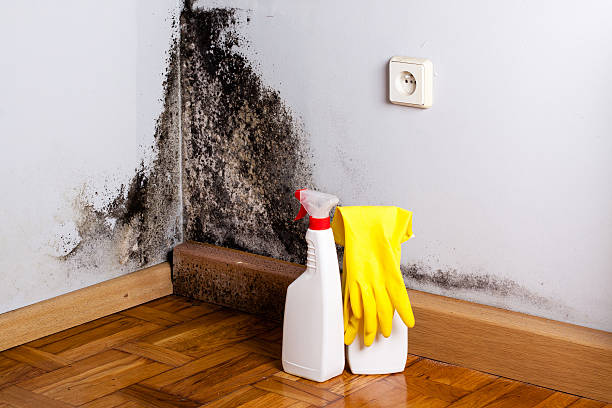 Best Crawl Space Mold Removal  in St Louis, MO